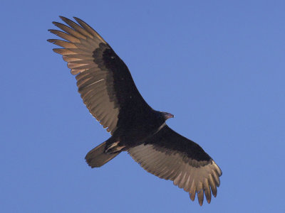 Turkey Vulture