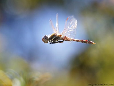 Variegated Meadowhawk, male