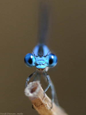 Vivid Dancer, male