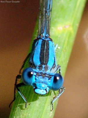 Vivid Dancer, male