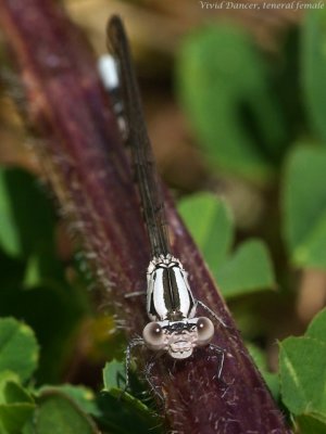 Vivid Dancer, female