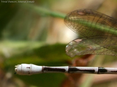 Vivid Dancer, female, detail