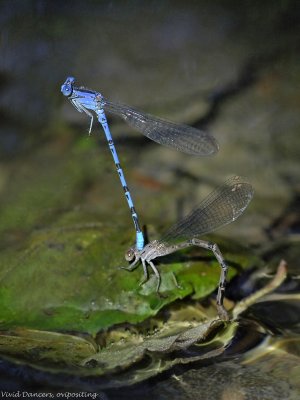 Vivid Dancers tandem ovipositing