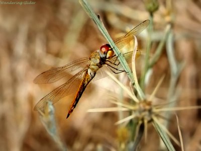 Wandering Glider 1896