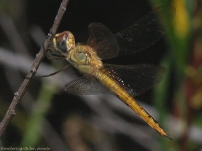 Wandering Glider, female 0154