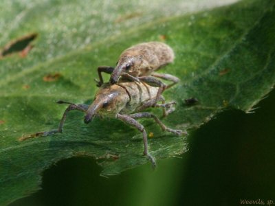 Weevils in copula 