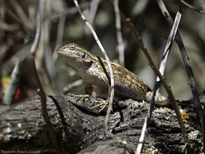 Fence Lizard preys on spreadwings 
