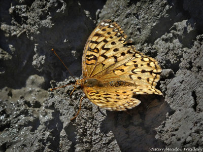 Pacific Fritillary