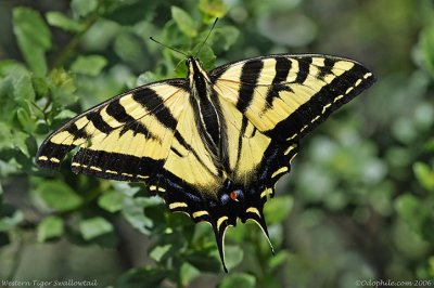 Papilionidae: Swallowtails