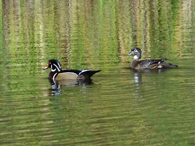 Wood Ducks at Horseshoe Lake