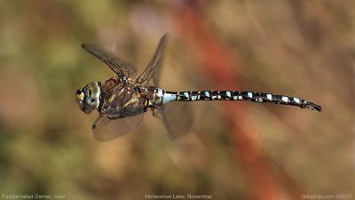 Paddle-tail Darner, male in flight