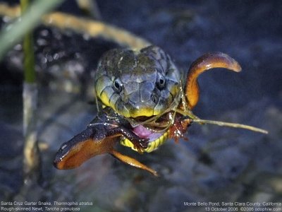 Santa Cruz Garter Snake, Rough-skinned Newt 2