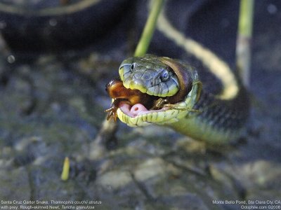 Santa Cruz Garter Snake, Rough-skinned Newt 4