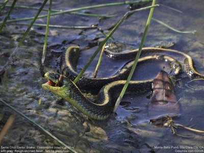 Santa Cruz Garter Snake, Rough-skinned Newt 5