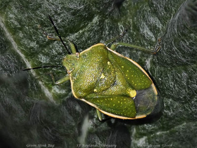 Green Stink Bug, Chlorochroa sayi