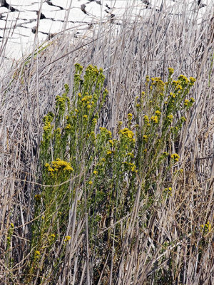 Western Goldenrod, Euthamia occidentalis