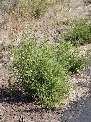 Stinkweed, Dittrichia graveolens