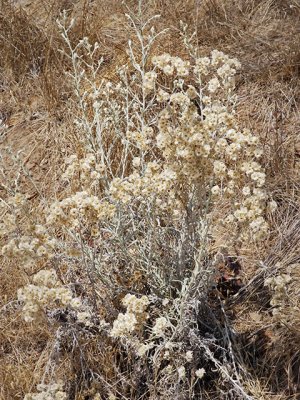 California Cudweed, Gnaphallium californicum