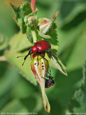 Curculionidae: Snout Beetles and Weevils