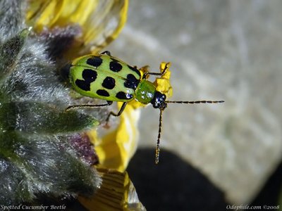 Chrysomelidae: Leaf Beetles