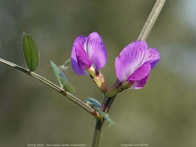 Spring Vetch, Vicia sativa