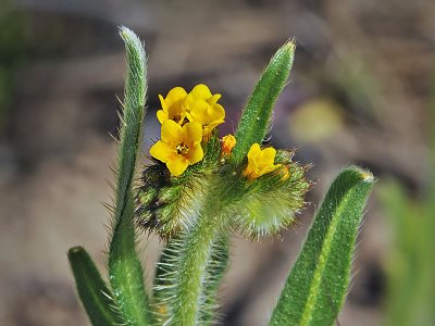 Common Fiddleneck, Amsinckia menziesii