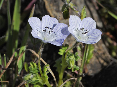 Baby Blue Eyes, Nemophila menziesii atomaria