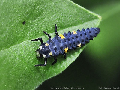 Seven-spotted Lady Beetle, larva