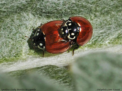 Spotless Lady Beetles, mating