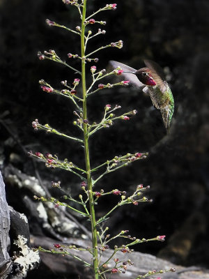 Anna's Hummingbird, Bee Plant