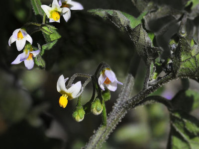 Small-flowered Nightshade, Solanum americanum