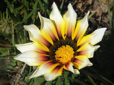 Wild Gazania, Santa Cruz Mountains
