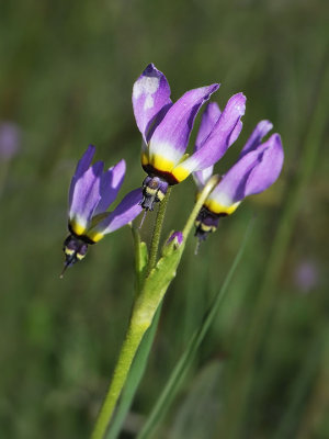 Padre's Shooting Star, Primula clevelandii