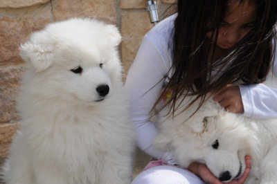  Glacier Samoyed's