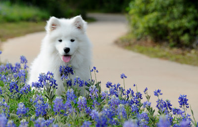 Fleury Blue Bonnets