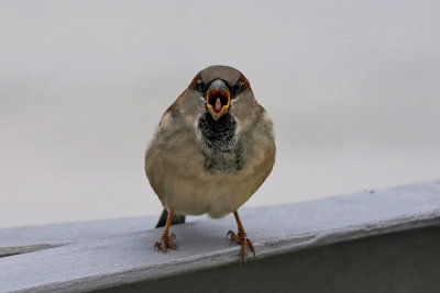 Wrbel (Passer domesticus)