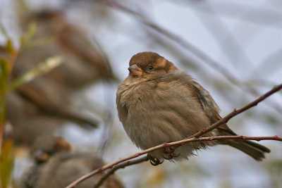 Wrbel (Passer domesticus)