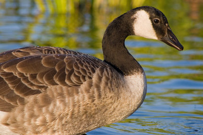 Bernikla kanadyjska (Branta canadensis)