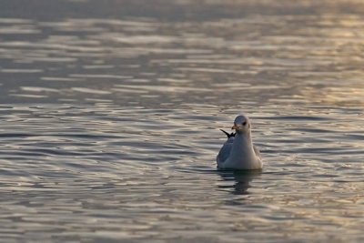 Smieszka (Larus ridibundus)