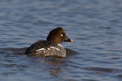 Ggo (Bucephala clangula)