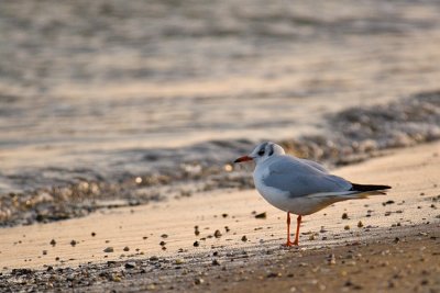 Smieszka (Larus ridibundus)