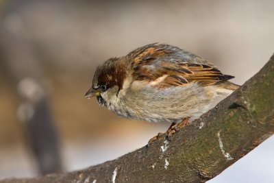 Wrbel (Passer domesticus)