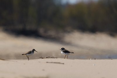 Biegus zmienny i sieweczka obrozna (Calidris alpina et Charadrius hiaticula)