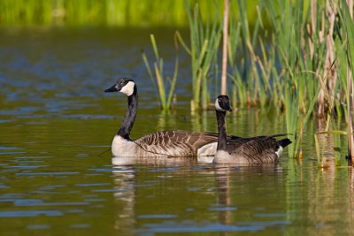 Bernikla kanadyjska (Branta canadensis)