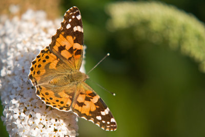 Rusalka osetnik (Vanessa cardui)