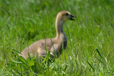 Bernikla kanadyjska (Branta canadensis)