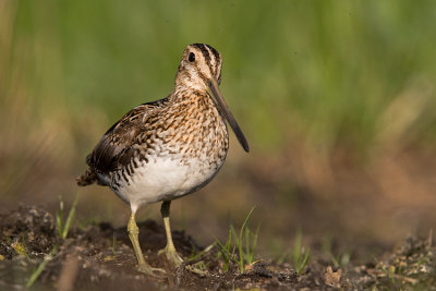 Kszyk (Gallinago gallinago)