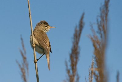 Trzciniak (Acrocephalus arundinaceus)