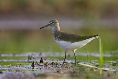 Samotnik  (Tringa ochropus)