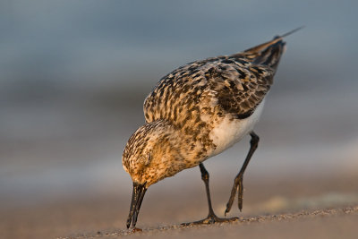 Piaskowiec (Calidris alba)